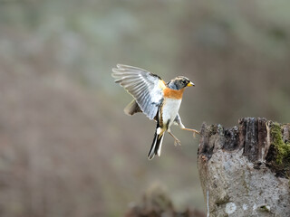 Bergfink (Fringilla montifringilla)