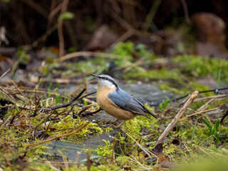 Kleiber (Sitta europaea)