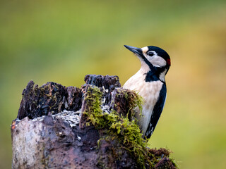 Buntspecht (Dendrocopos major) 