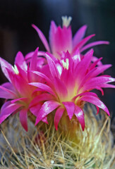 Pincushion Cactus