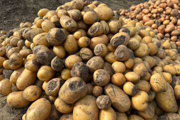 Rotten, damaged, spoiled potatoes, unhealthy vegetables. Sick, disease, late blight. Rotten...