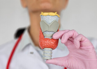 Female doctor holding anatomical model thyroid gland
