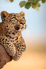 Fototapeta premium Leopard resting on a branch looking up in the sky