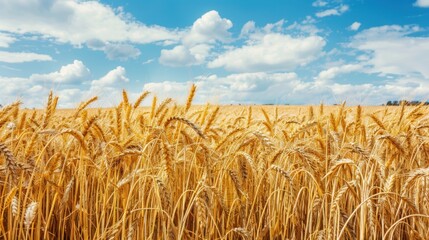 Golden Wheat Field Under Bright Blue Sky Ready for Harvest