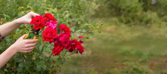 Girl cuts the bush (rose) with secateurs in the garden in sun summer day. Pruning the dry rose flowers. Hand of the woman closeup.