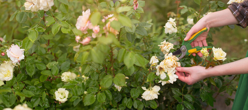 Girl prune the bush (rose) with secateurs in the garden in sun summer day. Cuting the dry rose flowers. Hand of the woman closeup.