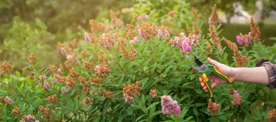 Girl prune the bush (spirea) with secateurs in the garden in sun summer day. Cuting the dry spirea...