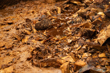 The maguey is traditionally crushed using stone mills and animals to extract the juices and sugars from the pineapple, used to produce Mezcal.