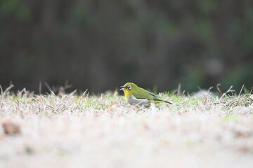 芝生の上で餌をついばむメジロ（野鳥）