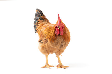 a rooster isolated on white background