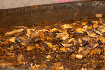 The maguey is traditionally crushed using stone mills and animals to extract the juices and sugars...