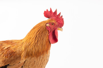 Beautiful rooster with a red comb on white background.