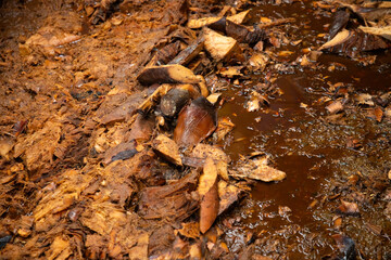 The maguey is traditionally crushed using stone mills and animals to extract the juices and sugars from the pineapple, used to produce Mezcal.