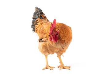 a rooster isolated on white background