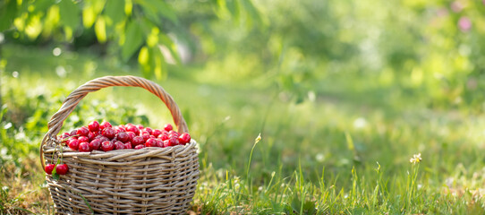 Full basket of ripe and fresh red sweet cherries