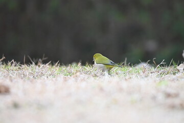 芝生の上で餌をついばむメジロ（野鳥）
