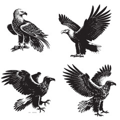 High-Quality Vector Silhouette of a White-tailed Eagle on White Background