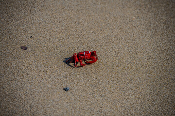 Close-Up of a Red Crab on Sandy Beach in Cox's Bazar, Bangladesh