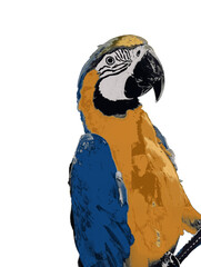 colorful illustration of a macaw parrot on a white background © Nina