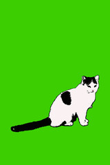 illustration of a black and white cat that sits on a green background