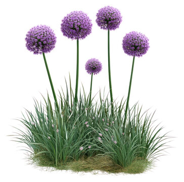 Fototapeta PNG Flower allium plant illustration.