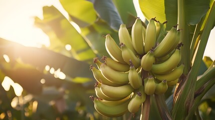 Banana tree with a bunch of growing mature Banana