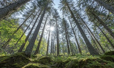 Sun peeking through tall trees in lush green forest, ideal for nature backgrounds