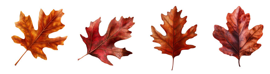 An image showcasing four autumn leaves in various shades of orange and red against a black background.
