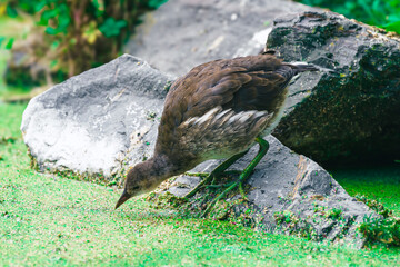 kurka wodna nad stawem z rzęsą wodną © Henryk Niestrój