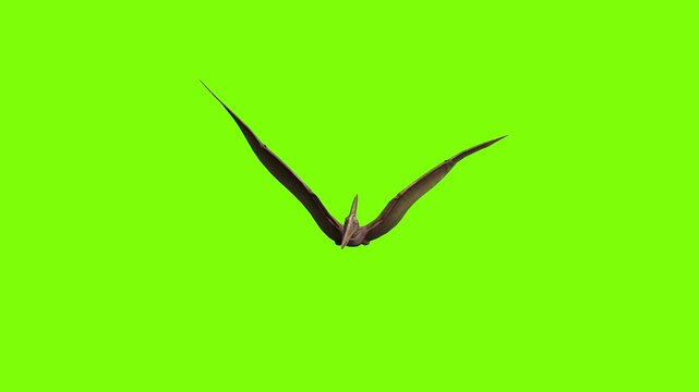 Green screen - Animated Flying Pteradactal Dinosaur 