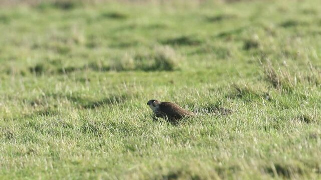A rare Merlin, Falco columbarius, feeding on the ground in a field on a bird it has just caught.