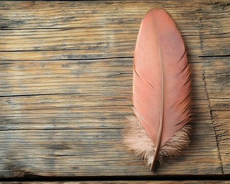 Pink feather on rustic wood; writing, design, nature background
