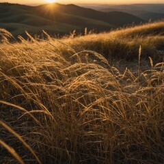 Golden grass swaying in the wind on a hillside at sunset.