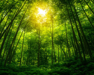 Obraz premium Sunlit forest canopy, lush green trees, tranquil woodland scene, nature background