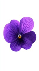 Vibrant purple violet flower showcasing intricate petal details and bright yellow center in a minimalist composition