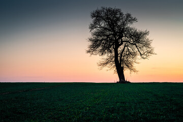 samotne stare drzewo na tle zorzy wieczornego nieba © Henryk Niestrój