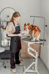 Professional grooming tools ensure effective coat maintenance for a Cavalier King Charles Spaniel. Brushes, combs, and clippers contribute to a neat, clean, and tangle-free appearance
