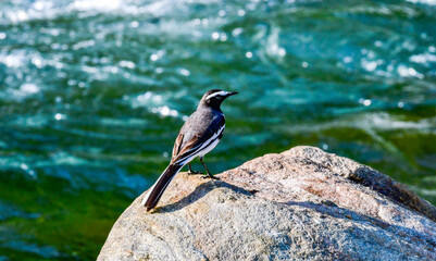 Black-and-White Bird Watching Flowing River from Rock