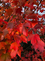 red maple leaves early autumn