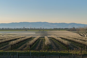 Blooming Orchard Rows of fruit trees in full bloom, stretching into the horizon with a golden sunset