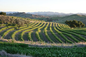 Blooming Orchard Rows of fruit trees in full bloom, stretching into the horizon with a golden sunset