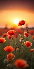 Fototapeta premium red poppy flower
