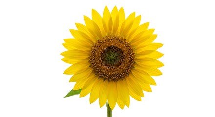 Fototapeta premium Beautiful Single Blooming Sunflower on a White Background for Nature and Floral Concepts with a Bright Cheerful Vibe