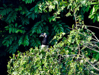 Oriental pied hornbill hidden in dense foliage – rare bird in tropical forest habitat.