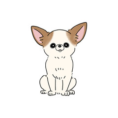 スムースチワワ(ホワイトブラウン)