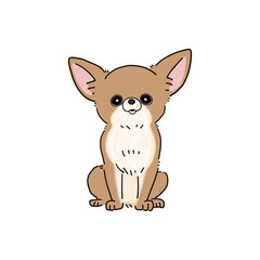 スムースチワワ(ブラウンホワイト)