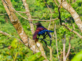 Glossy ibis preening on a tree – wild wetland bird of India