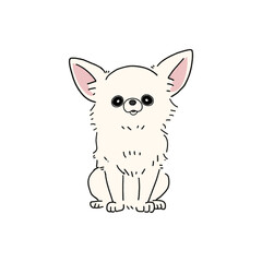 ロングコートチワワ(ホワイト)