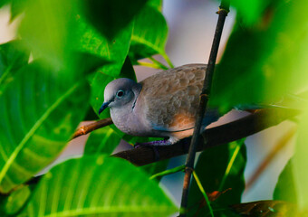Spotted dove in green foliage – peaceful moment captured in backyard nature