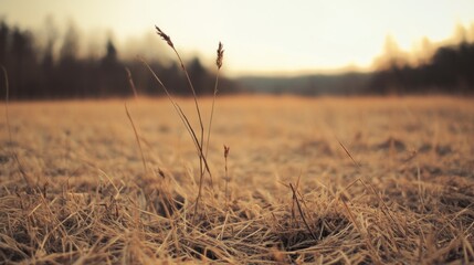 Obraz premium Dry grass stalks in a field at sunset.